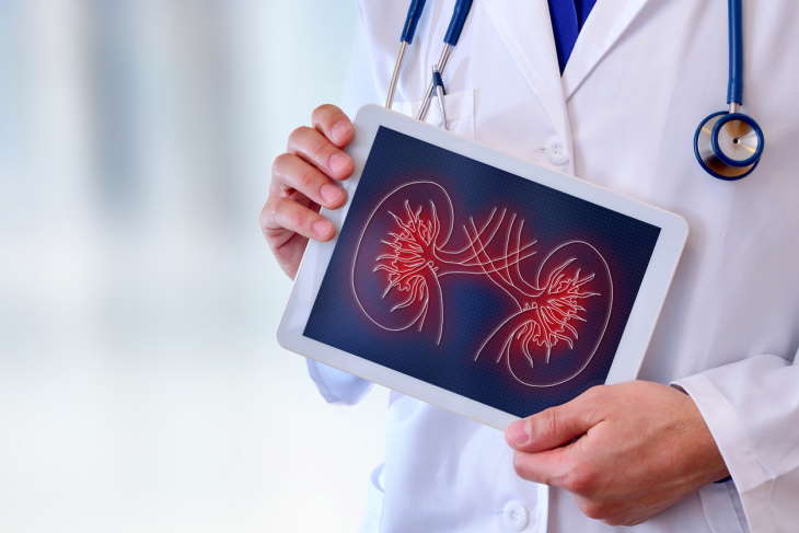 Doctor close-up of a doctor showing a picture of a kidney on a tablet in a hospital